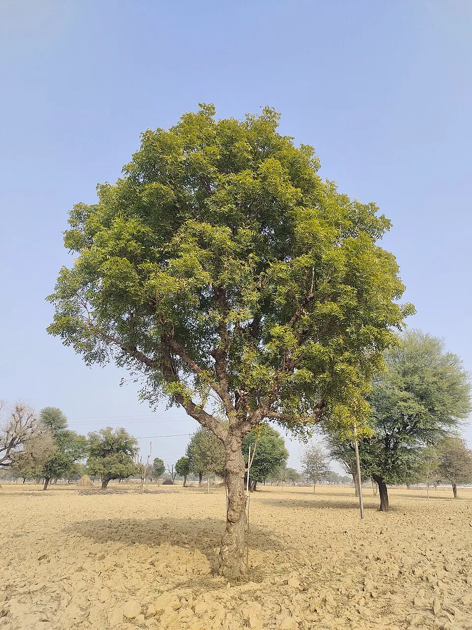 Triphala